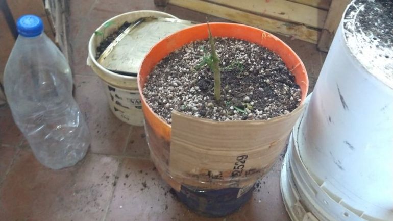 El padre no quería quilombo: entregó las plantas que cultivaba el hijo