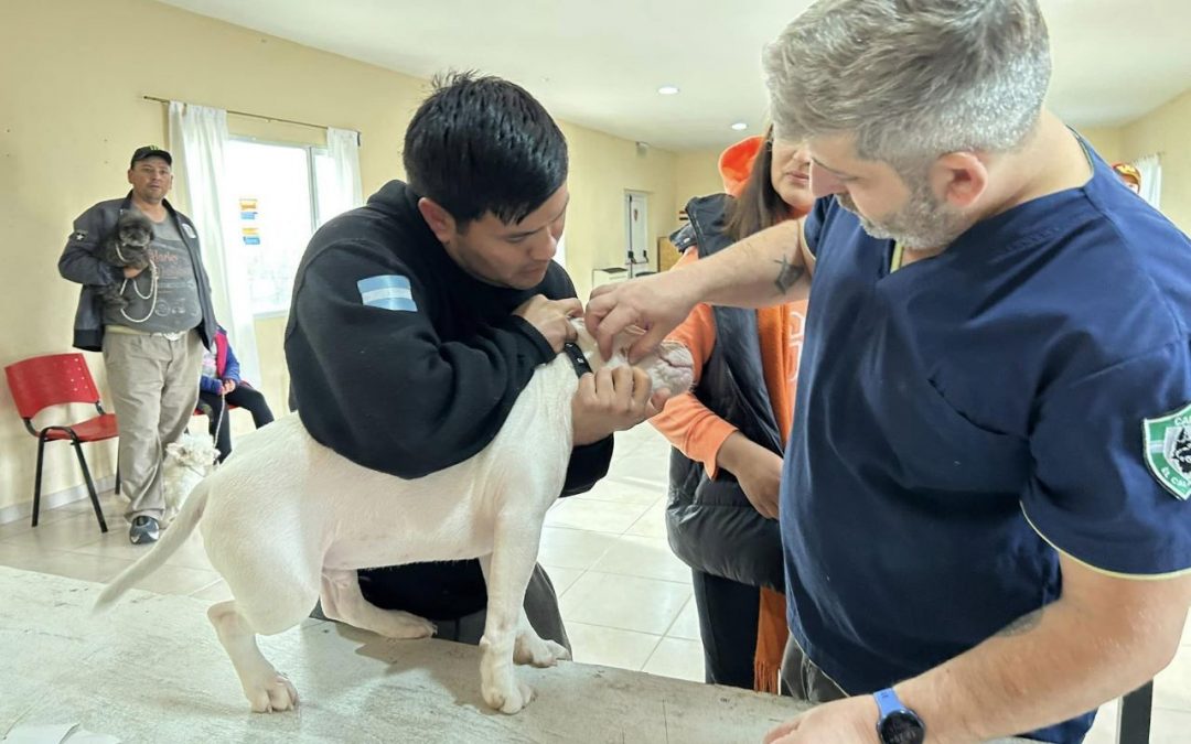 Éxito en la Campaña de Tenencia Responsable: Más de 600 perros recibieron asistencia en El Calafate