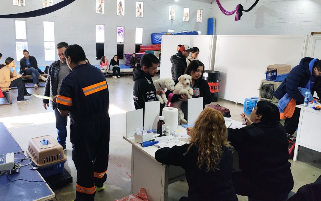 El Municipio realizó importante jornada castración masiva en el gimnasio Lucho Fernández