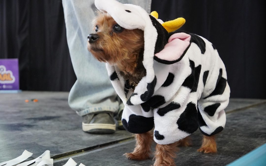 ÉXITO TOTAL DE LA EXPO ANIMAL EN RÍO GALLEGOS: AMPLIA CONCURRENCIA DE VECINOS EN LA RURAL