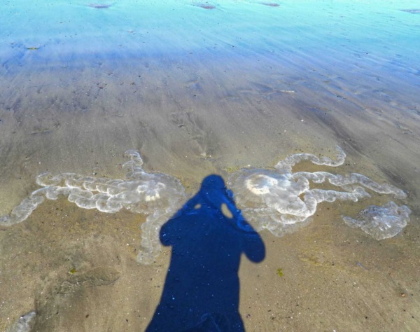 Advierten presencia de “Aguas vivas” en las playas de Puerto Madryn