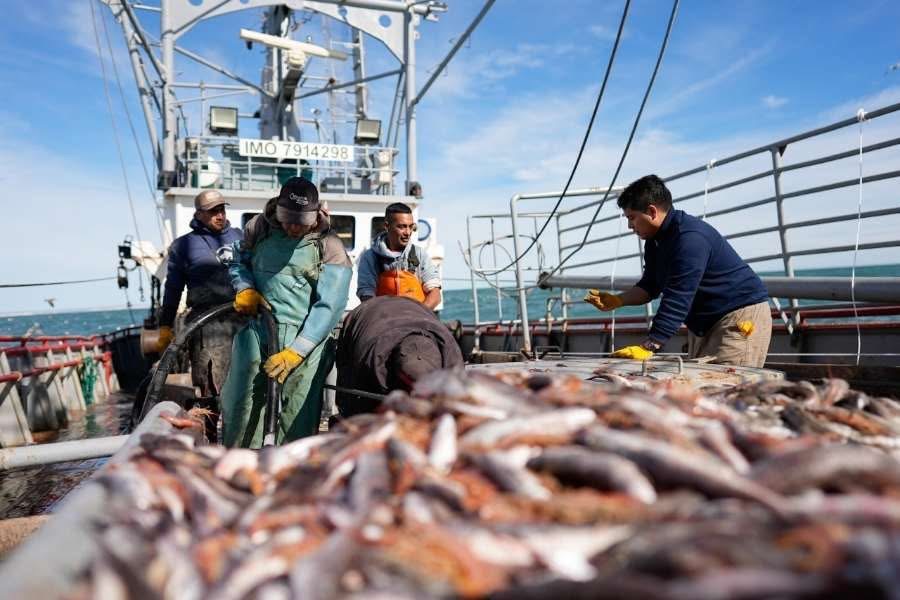 Santa Cruz solicitó ante el Consejo Federal Pesquero la apertura de las Subáreas 15 y 16 para la pesca de langostino
